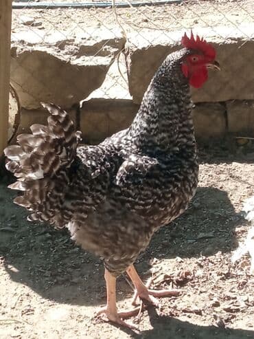 сколько стоит лошадь в азербайджане: Bir dənəsi 30azn Xarkov xoruzu 6aylıq tam sağlam hər bir vaksinləri — 2