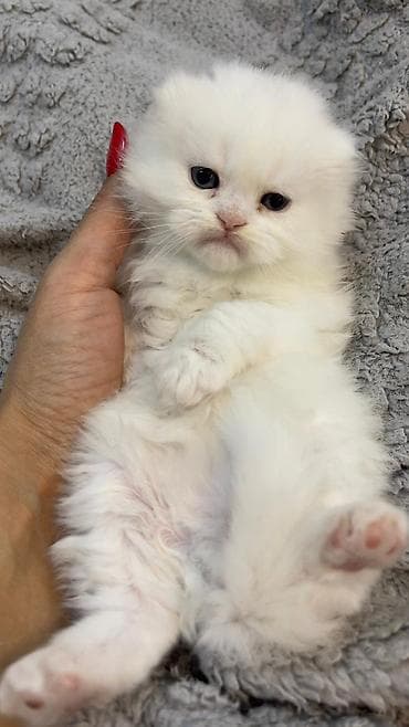 тап аз кошки: Шотландская длинношерстная — 3