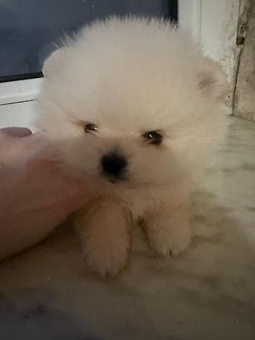 şirin it adları: Şpitz — 2