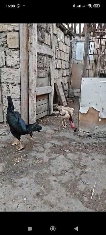 Şamo fərəler satlır qarşıq heyvanşa şef salmayın anlayışı olamyan