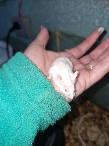 it adlari 2020: Ag xamyak — 3