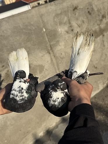 pavlin goyercin: Göyerçinler aq quyruqlar ekey maya esenlerdendi nikalayisqi cutu 35 m — 4