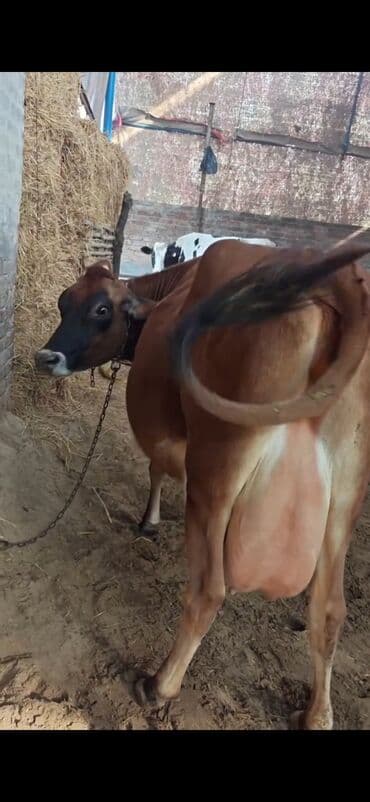 Бараны, овцы: Inek 3 balasi dogub disi balaldir 4 ayliq disi duyesi var her saganda — 2