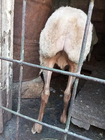 kənd heyvanları: Salam. Allah hamının malına bərəkət versin. İki dənə orta yaşlı kömkök — 2