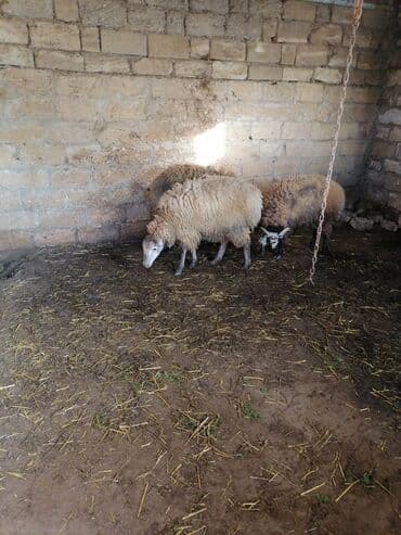 Erkək, il: 9, 100 kq, Ətlik, Ödənişli çatdırılma lalafo.az -da Erkək, il: 9, 100 kq, Ətlik, Ödənişli çatdırılma