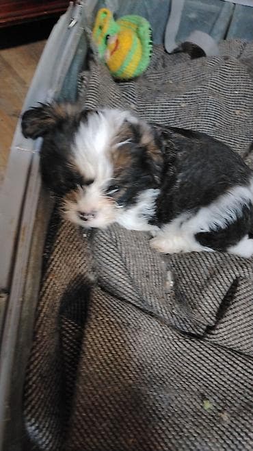 boo itleri: Shi-tsu, Peyvəndli — 3