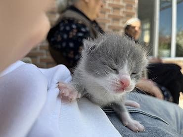 bala pişiy: Şotland, Erkək, Dişi, Yaxşı əllərə, Ünvandan götürmə — 7