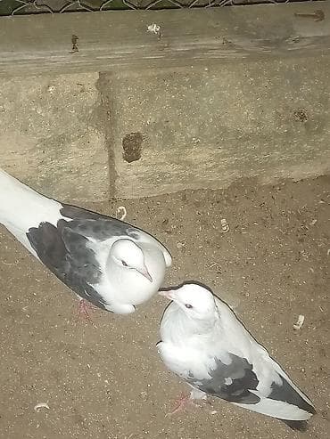 Quşlar: Salam 2 ədədi 25 manata çəplər — 3