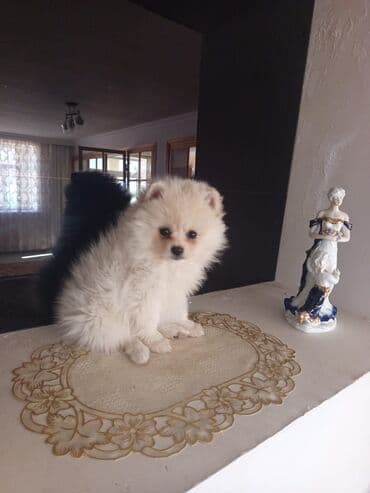 pomeran spic: Şpitz, 5 ay, Ünvandan götürmə — 3