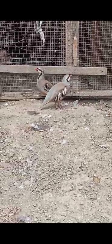 heyvan kokeltme dermanlari: SATILIR CÜT XINALI KƏKLİY — 1