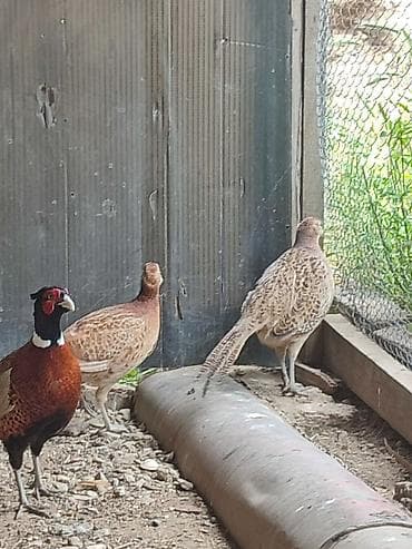 1 illik qırqovullar,1 erkək 2 dişi,mayalı yumurta verən lalafo.az -da 1 illik qırqovullar,1 erkək 2 dişi,mayalı yumurta verən