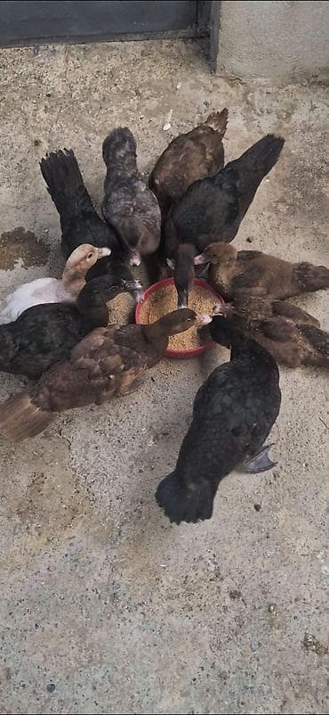 toy budel: Salam Aleykum 2 Ay Yarimliq 4 Krasnadar 4 ZümRüD 1 Macar 1 — 3