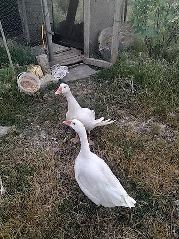 arpa bugda satisi: 1 cüt erkey dişi qaz satılır cütü 50 manat — 5