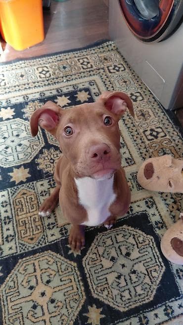 pisik evi: Pitbul, 3 ay, Dişi, Peyvəndli — 1