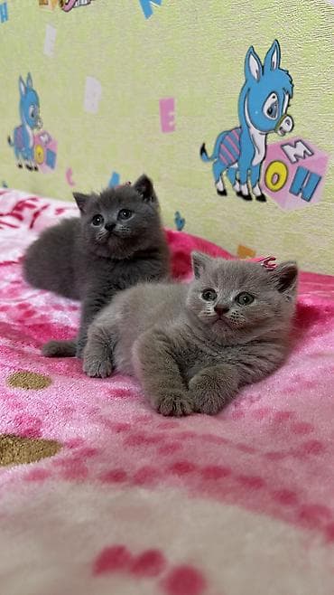 Heyvanlar: Britan — 6