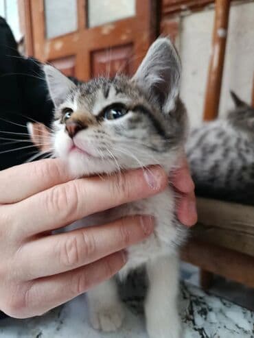 щенок в добрые руки: Самец, Самка, В добрые руки, Самовывоз, Бесплатная доставка, Платная доставка — 2