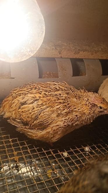 Pişiklər: Məhsul: Bildirçin və bildirçin yumurtası Təsvir: - Cins: Ət-yumurta — 5