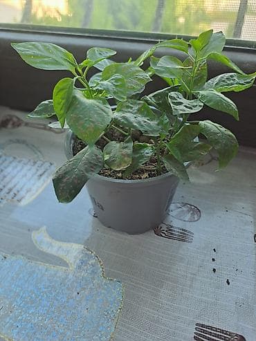 bitki guli: İçməkan bəzək bitkisi – Aqualqa (Hypoestes/“Polka dot plant”) tipli — 1