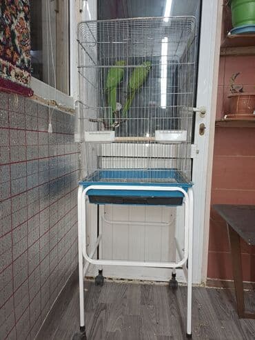 Saglam qusdi disi qus 1 2 sozde diyir sadece basa duse bilmirem 2yas