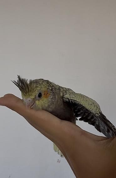 cex quşlar: Sultan papuqayı (Cockatiel) balası. Şəkillərdə görünən quş boz, sarı — 2