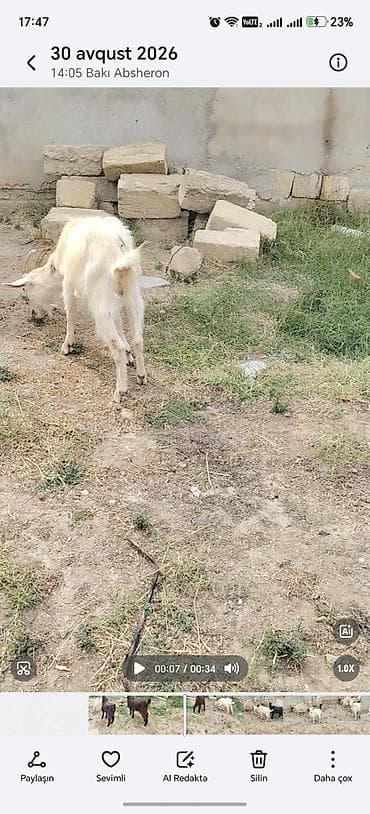 it evi satilir: Cepiş di birez zeyif baxılıb anası temiz sane 3 litir sud verir idi — 1
