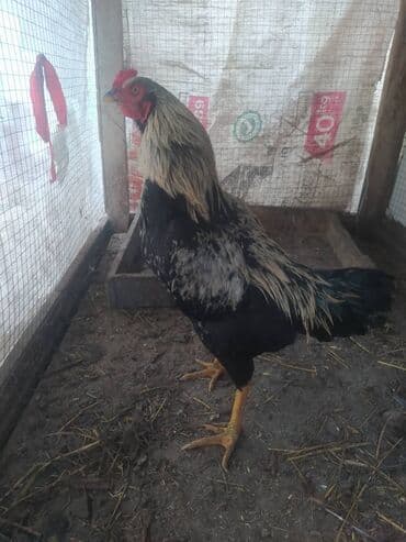 аксессуары и одежда для собак: Heyratıdan donme xoruz — 2