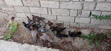 balaca quzu: Musk ördəyi balaları (indo ducklings) - Şəkillərdə müxtəlif rəng — 3
