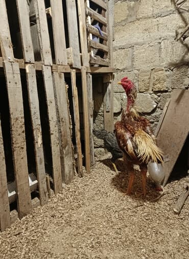 Xoruz, Heyratı, il: 1, Ödənişli çatdırılma