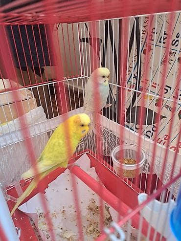 tap az pitbull: Papuqaylar.erkək və dişi.qiymət cütə aiddir — 2