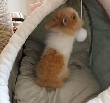 продажа животных в азербайджане: Endirim edildi.biri 10 ikisi18 azn.Karlik dovşan balaları satılır — 3