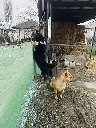 arpa bugda satisi: Zvanok küçüklər satılır Balaca it balaları – qarışıq cins - 2 balaca — 4