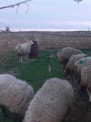 qoyun sortlari: Salam qoyunlar satılır 8dənə heyvandı cavan heyvanlardı tam sağlam — 5