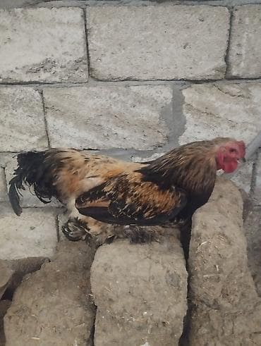 ag xoruz: Xoruz, Brama, il: 2, Ödənişli çatdırılma — 7