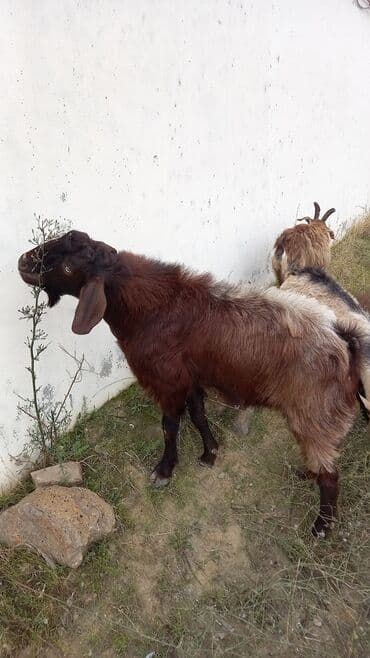 inek satilir: Erkək, il: 1, 50 kq, Ətlik, Ünvandan götürmə — 3