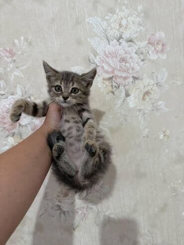 pişik paltarları: Amerikan Shorthair, Dişi, Yaxşı əllərə — 20