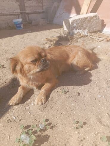 pekines balaları: Pekines, Dişi — 7