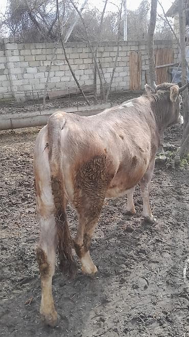 Dana, buzov, Dişi, ay: 1, 120 kq, Damazlıq, Ətlik