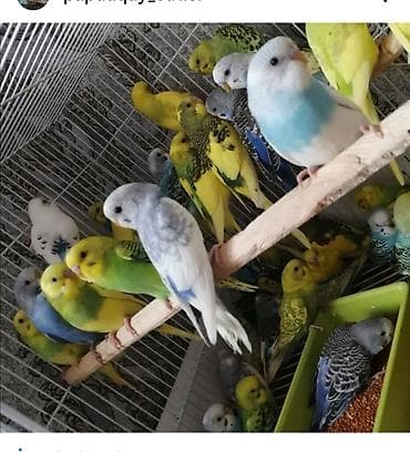 tutuquşlar: Tutuquşu yemə düşmüş balalar ələ öyrəşdirmək ücün danışdırmaq ücün — 3