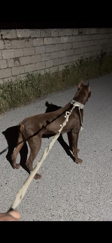 heyvan geyimi: Doberman, 1 il, Erkek, Peyvəndli, Ödənişli çatdırılma — 2