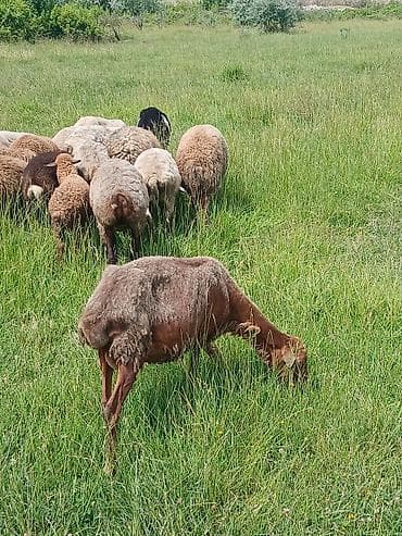 balaca ag itler: Satle 300 ze deyli 2 aide ana baladı yaşlı heyvan ldı ana balla - — 1