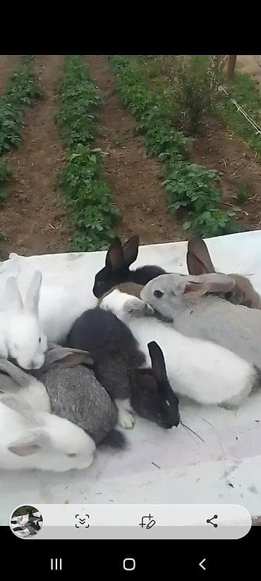 Ata kaliforniya Ana rizen. 2 aylıq balalar. Cütü 30 manat. kom