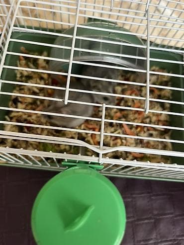 coban iti sekilleri: Cücələr üçün kiçik ev heyvanı – xamiaklar (dwarf hamster) — 3