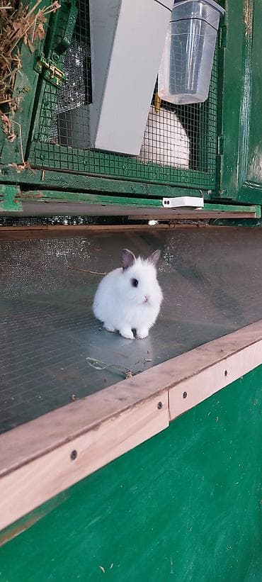 Wekilde gorduyunuz mini karlik satilir say coxdu reng baximnanda coxdu