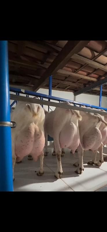 mal inək: Süd istehsalı üçün yüksək məhsuldar keçilər – damazlıq sürü 6 eded — 6