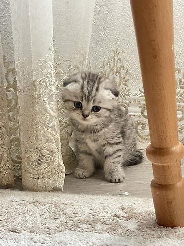 Pişiklər: Şotland yastı qulaq, Dişi — 2