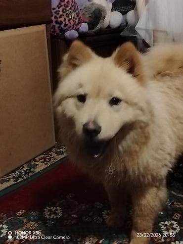 Quşlar: Çau-Çau, 1 il, Dişi, Peyvəndli, Pulsuz çatdırılma — 4