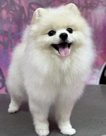 Şpitz, Peyvəndli, Ünvandan götürmə