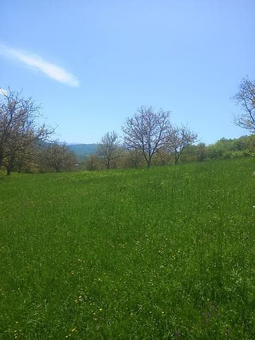 4 sot, Tikinti, Maklerlər narahat etməsin, Kupça (Çıxarış)