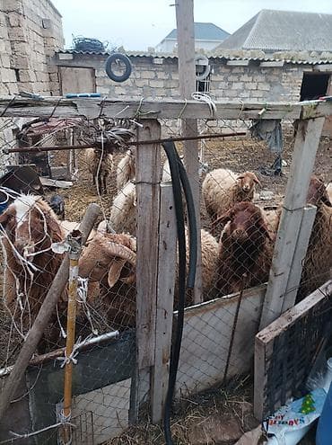 it sekilleri balaca: Erkək, il: 1, 100 kq, Damazlıq, Ünvandan götürmə — 1