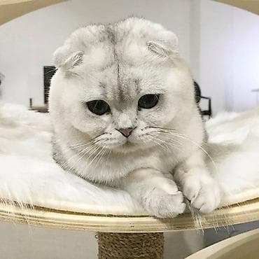 alişan'ın pişiyinin adı: Şinşilla, Erkək, Yaxşı əllərə, Ödənişli çatdırılma — 2